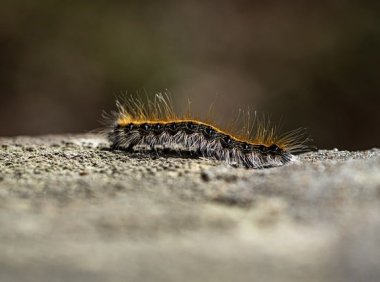 智创聚合API：一站式访问顶尖AI模型的利器