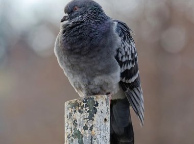 企业用户必读:智创聚合API平台如何解决API集成中的常见痛点问题