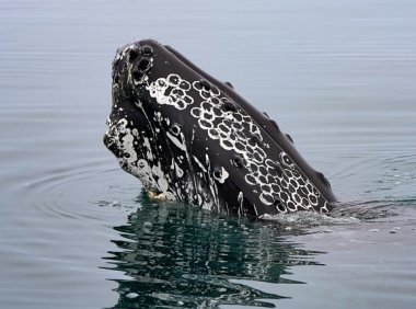 跨应用操作成现实!Qwen3.5-Plus让智能体真能干活