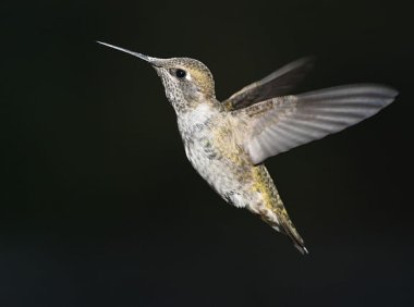 智创聚合API：一站式访问顶尖AI模型的利器