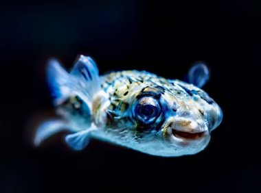 智创聚合API:一站式访问顶尖AI模型的利器