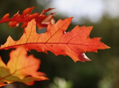 智创聚合API新用户即刻体验Claude Opus 4.1