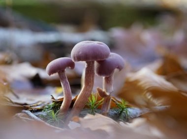 智创聚合API:一站式访问顶尖AI模型的利器