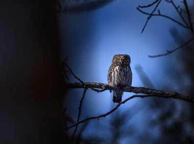 智创聚合API新用户即刻体验Claude Opus 4.1