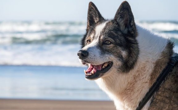 全球 AI 领域 24 小时剧变:核聚变突破与伦理争议并存