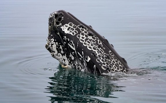 具身智能新突破:波士顿动力Atlas机器人实现无编码自主进化