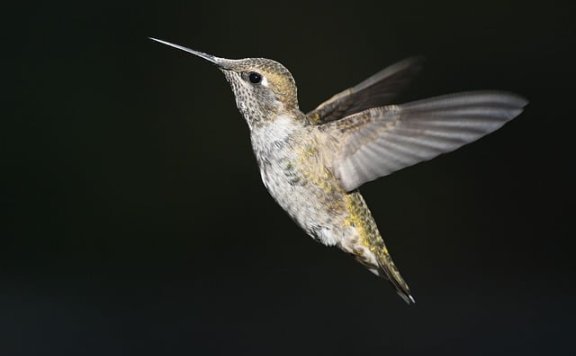 具身智能新突破:波士顿动力Atlas机器人实现无编码自主进化