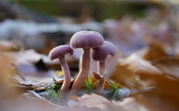 周鸿祎两会前夕谈 DeepSeek 开源模式,阐述开源优势与 AI 发展看法