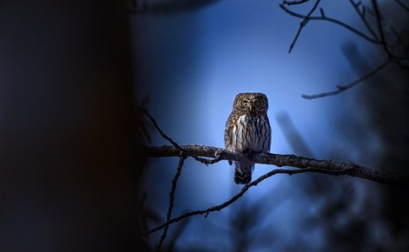 国产AI崛起:Yi-Lightning模型冲顶全球排行榜